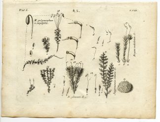 Rare-Antique Print-PLANT-MOSS-BRYACEAE-MNIACEAE-Belleval-1796