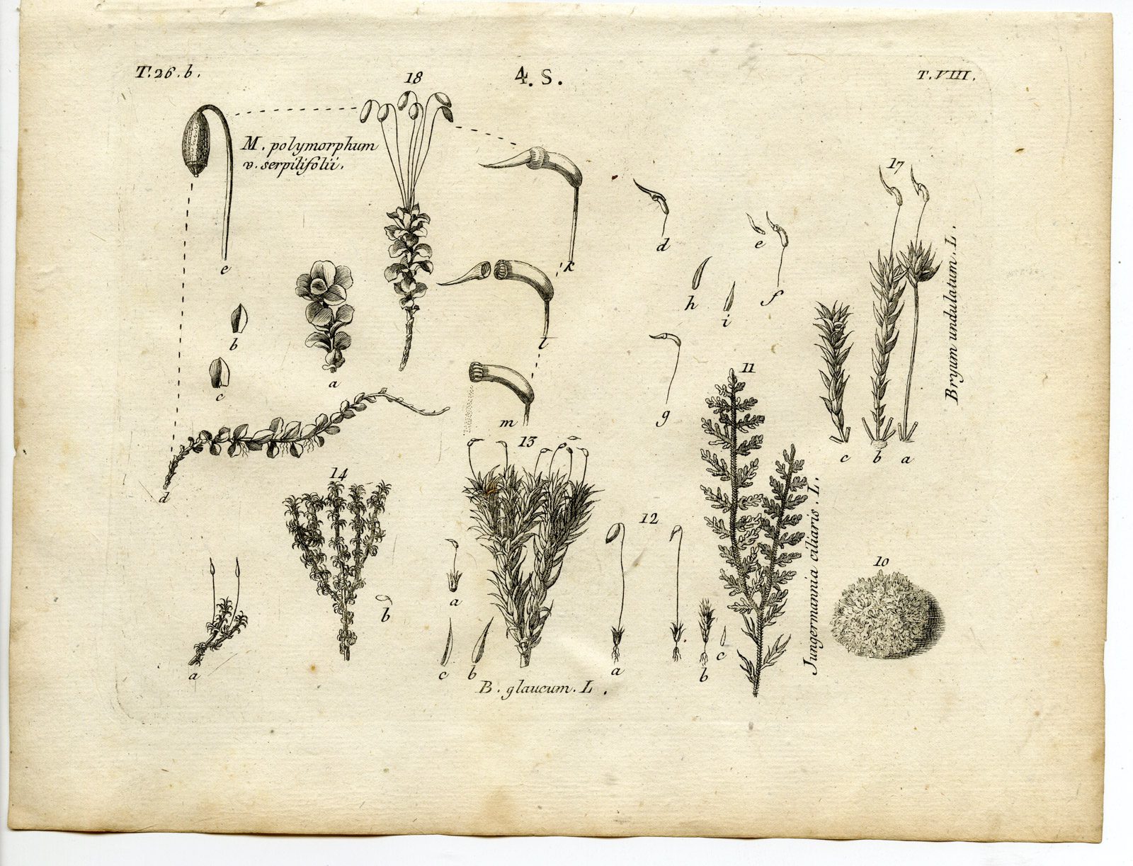 , Rare-Antique Print-PLANT-MOSS-BRYACEAE-MNIACEAE-Belleval-1796, Pictura Antique Prints
