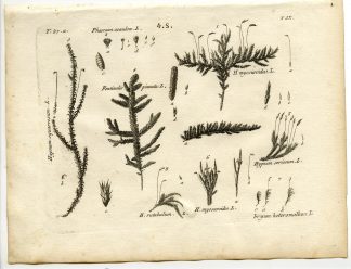 Rare-Antique Print-PLANT-MOSS-BRYACEAE-HYPNACEAE-Belleval-1796