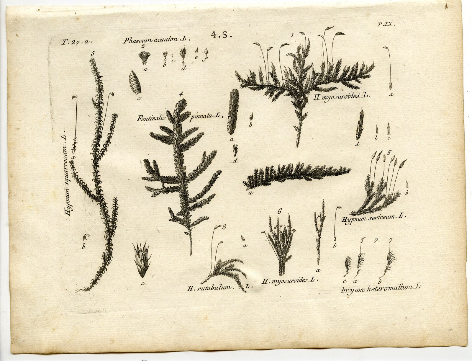 , Rare-Antique Print-PLANT-MOSS-BRYACEAE-HYPNACEAE-Belleval-1796, Pictura Antique Prints