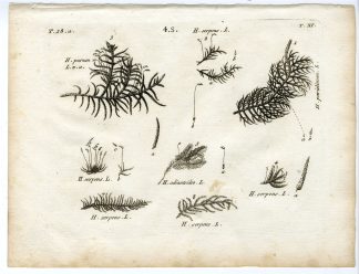 Rare-Antique Print-PLANT-MOSS-HYPNACEAE-Belleval-1796
