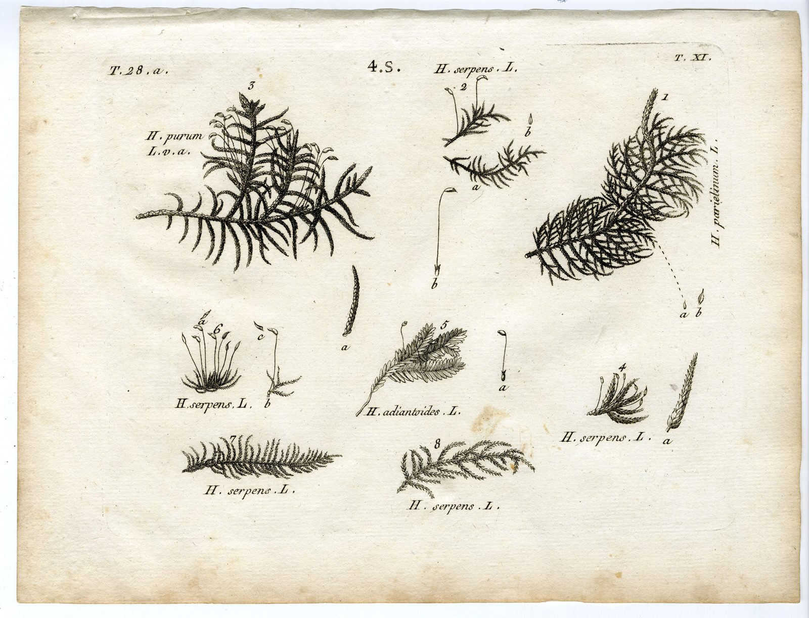 , Rare-Antique Print-PLANT-MOSS-HYPNACEAE-Belleval-1796, Pictura Antique Prints