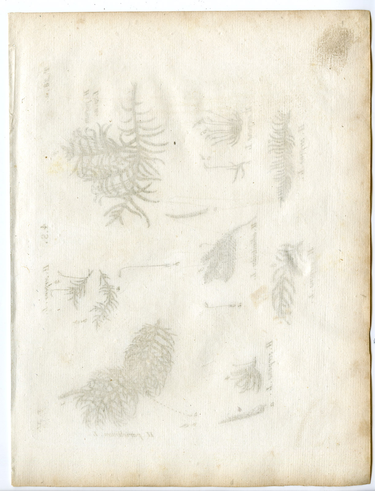 , Rare-Antique Print-PLANT-MOSS-HYPNACEAE-Belleval-1796, Pictura Antique Prints