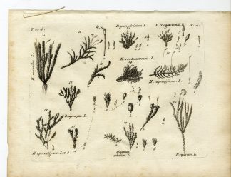 Rare-Antique Print-PLANT-MOSS-HYPNACEAE-BRYACEAE-Belleval-1796