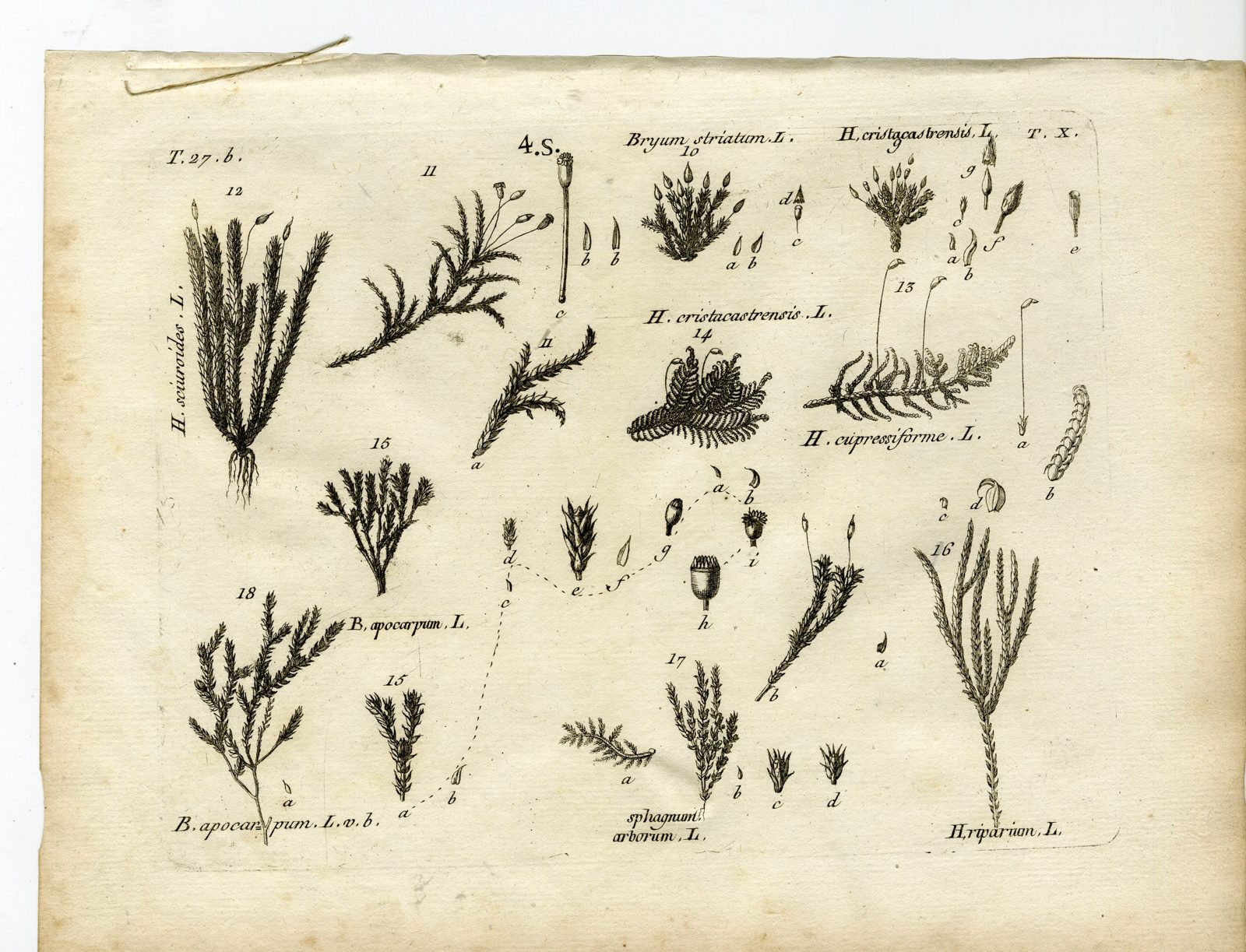 , Rare-Antique Print-PLANT-MOSS-HYPNACEAE-BRYACEAE-Belleval-1796, Pictura Antique Prints