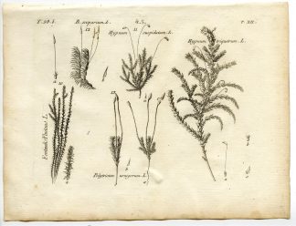 Rare-Antique Print-PLANT-MOSS-HYPNACEAE-POLYTRICHACEAE-Belleval-1796