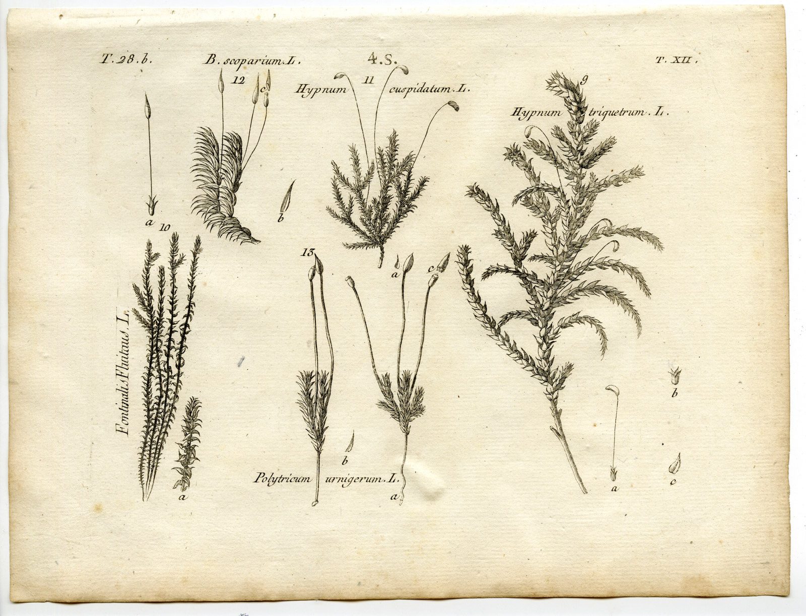 , Rare-Antique Print-PLANT-MOSS-HYPNACEAE-POLYTRICHACEAE-Belleval-1796, Pictura Antique Prints