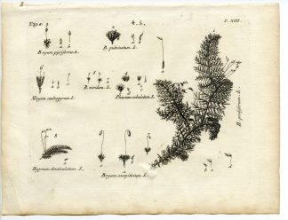 Rare-Antique Print-PLANT-MOSS-BRYACEAE-MNIACEAE-Belleval-1796