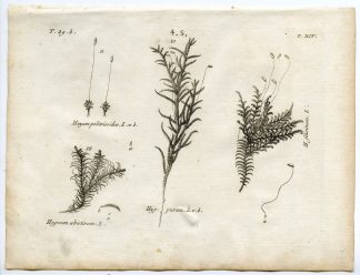 Rare-Antique Print-PLANT-MOSS-HYPNACEAE-MNIACEAE-Belleval-1796