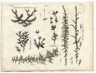 Rare-Antique Print-PLANT-MOSS-JUNGERMANNIACEAE-Belleval-1796