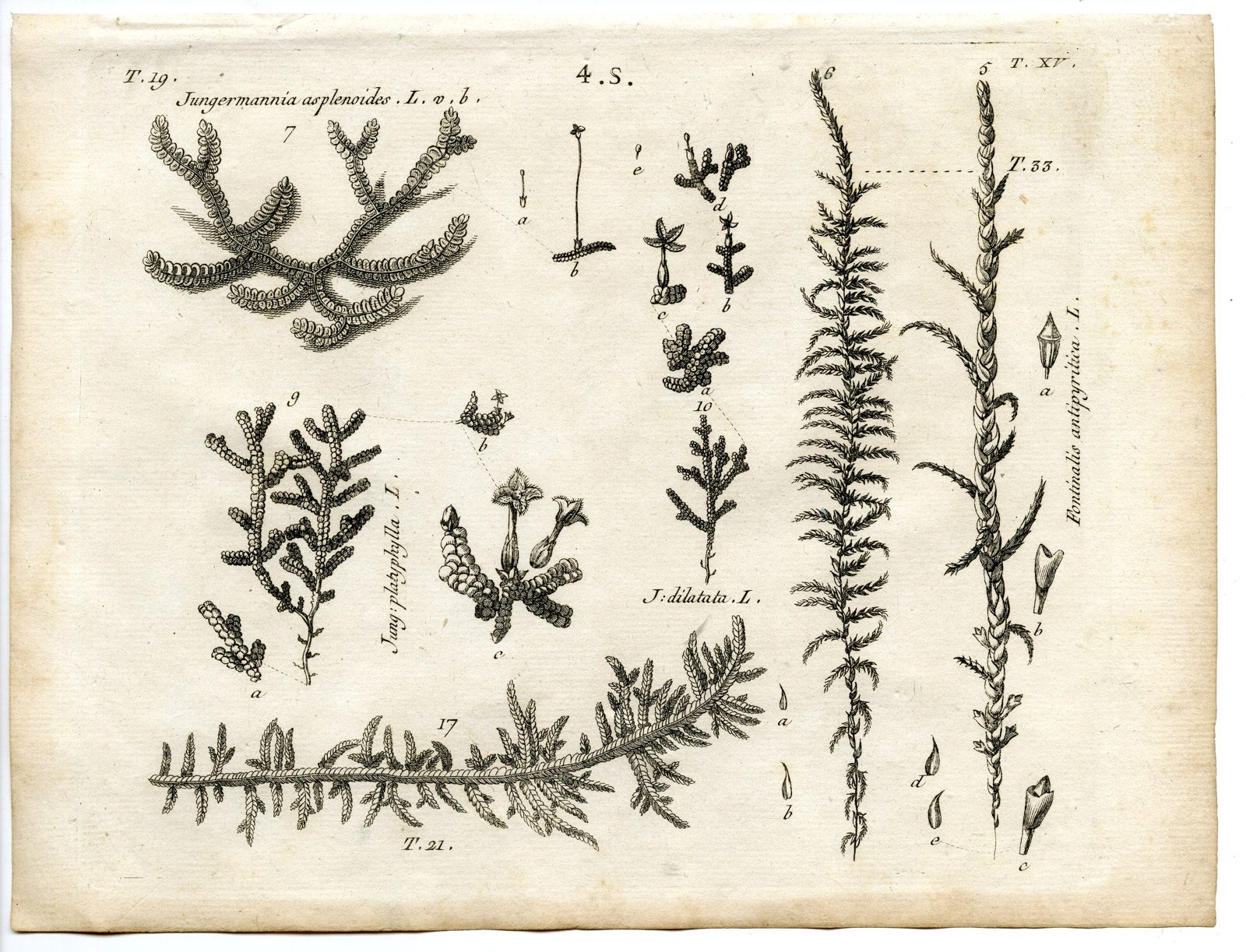 , Rare-Antique Print-PLANT-MOSS-JUNGERMANNIACEAE-Belleval-1796, Pictura Antique Prints