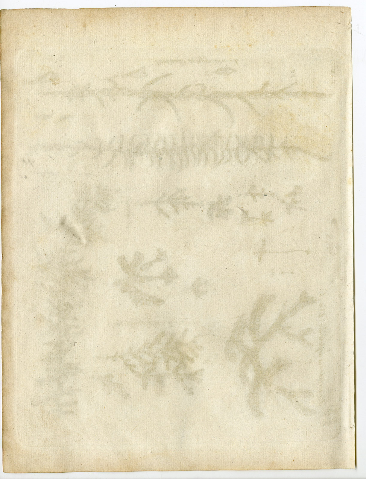 , Rare-Antique Print-PLANT-MOSS-JUNGERMANNIACEAE-Belleval-1796, Pictura Antique Prints