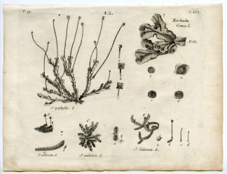 Rare-Antique Print-PLANT-MOSS-JUNGERMANNIACEAE-Belleval-1796
