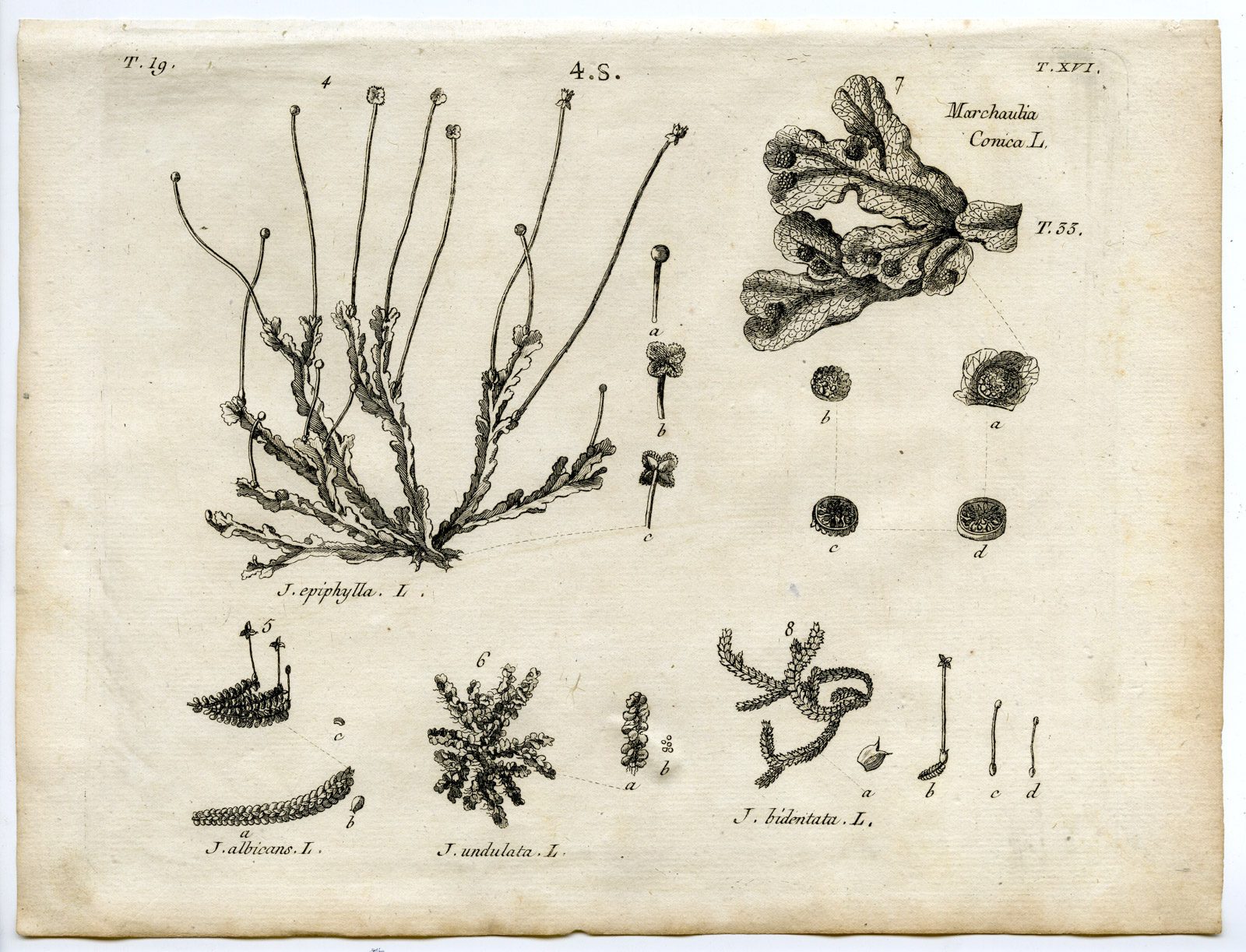 , Rare-Antique Print-PLANT-MOSS-JUNGERMANNIACEAE-Belleval-1796, Pictura Antique Prints