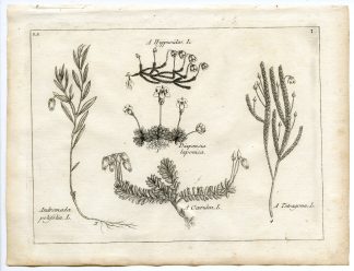 Rare-Antique Print-PLANT-ERICACEAE-ANDROMEDA-Belleval-1796