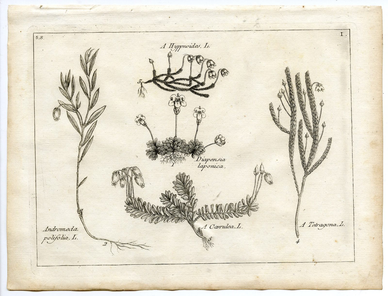Pco 22527 416x318 Rare-Antique Print-PLANT-ERICACEAE-ANDROMEDA-Belleval-1796