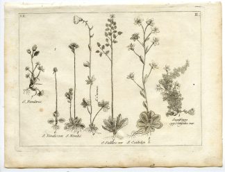 Rare-Antique Print-PLANT-SAXIFRAGACEAE-Belleval-1796