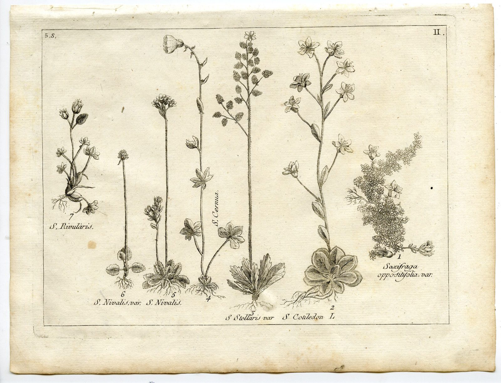 , Rare-Antique Print-PLANT-SAXIFRAGACEAE-Belleval-1796, Pictura Antique Prints