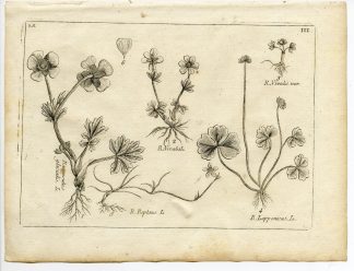Rare-Antique Print-PLANT-RANUNCULACEAE-BUTTERCUP-Belleval-1796