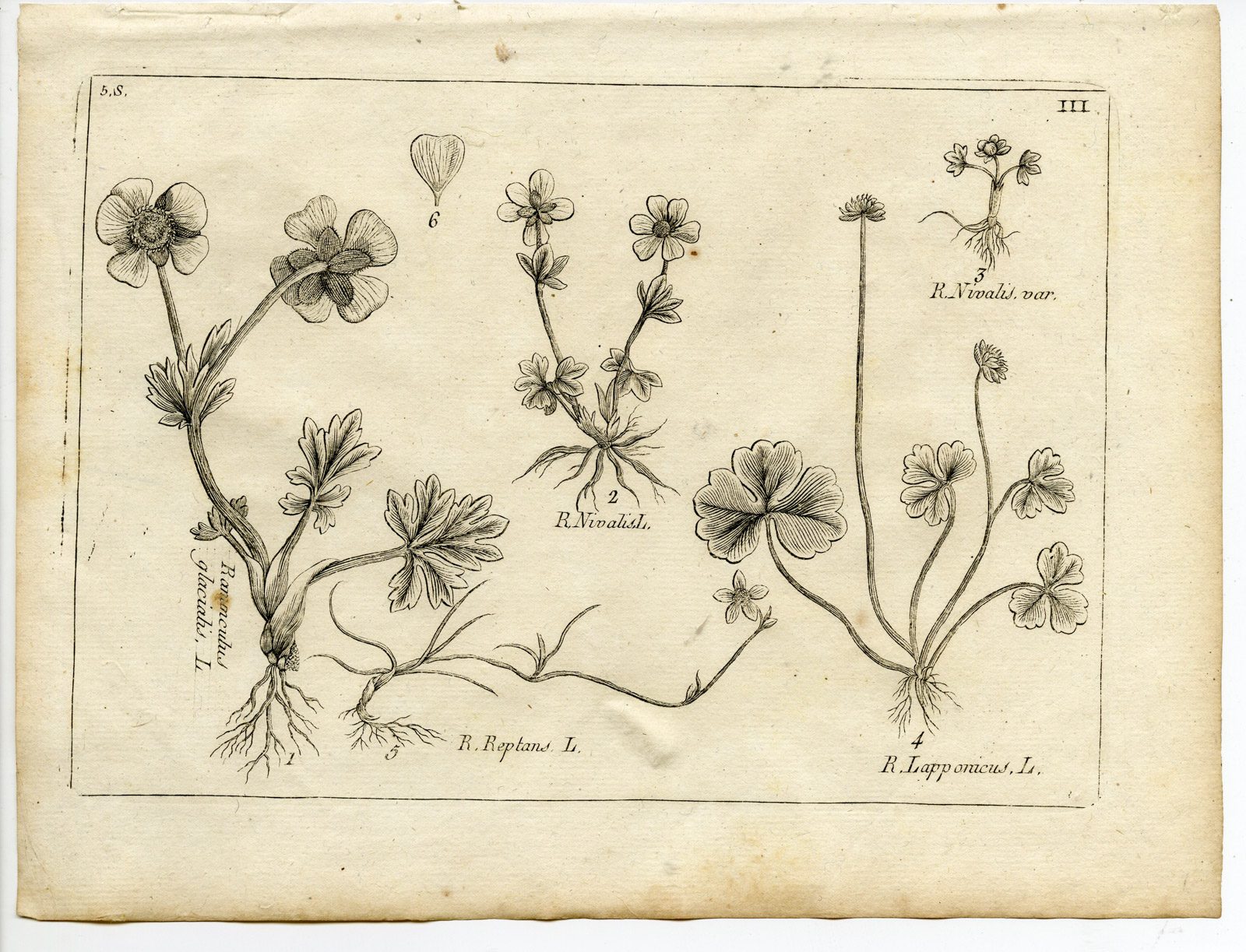 , Rare-Antique Print-PLANT-RANUNCULACEAE-BUTTERCUP-Belleval-1796, Pictura Antique Prints