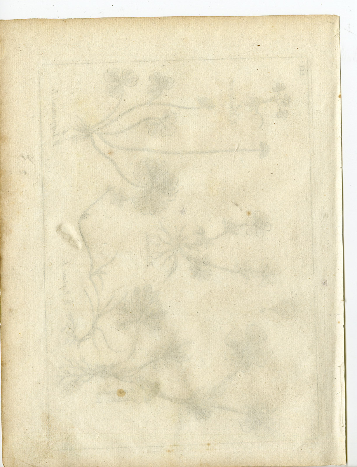 , Rare-Antique Print-PLANT-RANUNCULACEAE-BUTTERCUP-Belleval-1796, Pictura Antique Prints