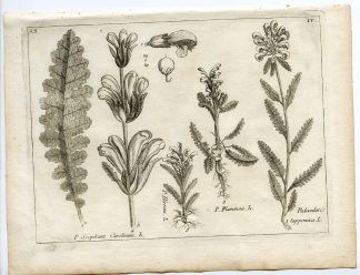 Rare-Antique Print-PLANT-OROBANCHACEAE-BROOMRAPE-Belleval-1796