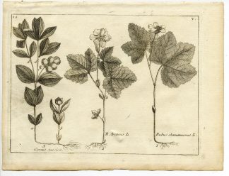 Rare-Antique Print-PLANT-ROSACEAE-ROSES-Belleval-1796