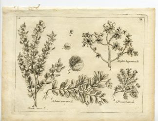 Rare-Antique Print-PLANT-ERICACEAE-RHODODENDRON-Belleval-1796