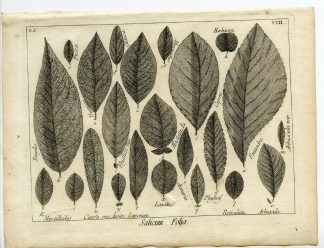 Rare-Antique Print-TREE-LEAF-SALICACEAE-SALIX-WILLOW-Belleval-1796