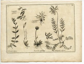 Rare-Antique Print-CAMPANULA-VERONICA-ASTRAGALUS-Belleval-1796