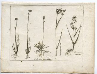 Rare-Antique Print-SCHEUCHZERIA-ANTHERICUM-JUNCUS-Belleval-1796