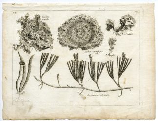 Rare-Antique Print-PLANT-LICHEN-LICOPODIUM-Belleval-1796