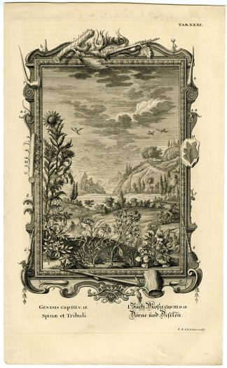 Antique Print-OLD TESTAMENT-CREATION-THORNS-THISTLES-PLANT-Scheuchzer-1731