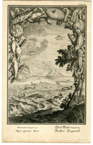 Antique Print-OLD TESTAMENT-CREATION-MARINE LIFE-FISH-SHELLS-Scheuchzer-1731