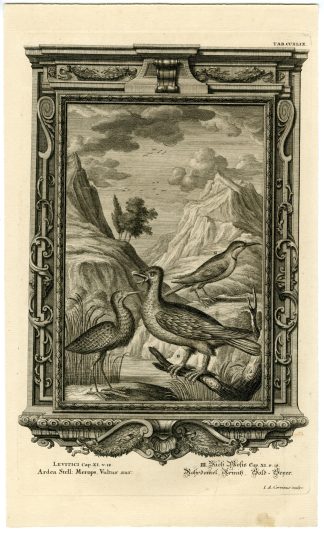 Antique Print-OLD TESTAMENT-BIRDS-NOT FOR CONSUMPTION-Corvinus-Scheuchzer-1731