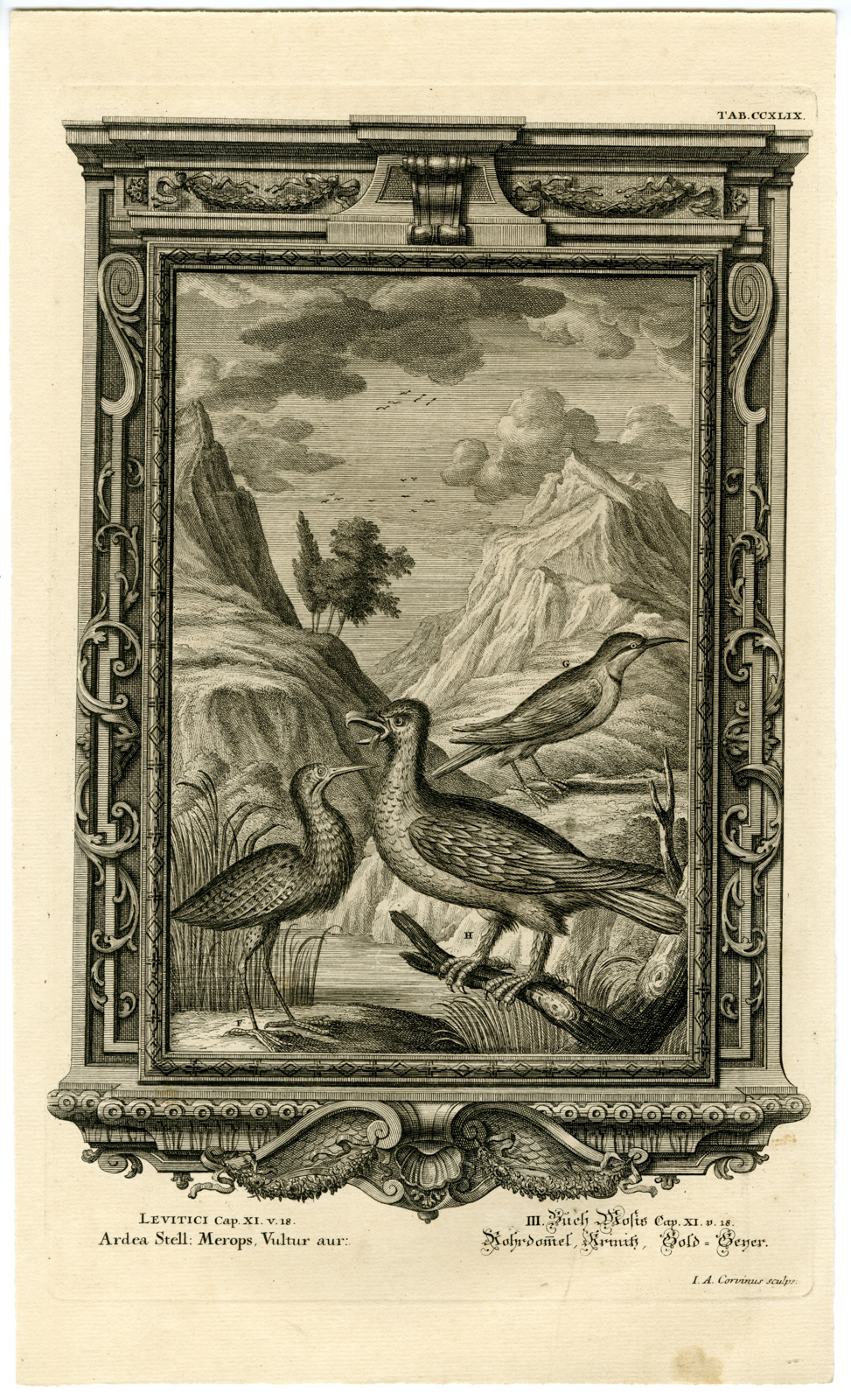 , Antique Print-OLD TESTAMENT-BIRDS-NOT FOR CONSUMPTION-Corvinus-Scheuchzer-1731, Pictura Antique Prints
