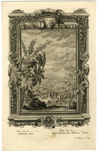 Antique Print-OLD TESTAMENT-LEAFY PLANT-SHADE-JONAH-Heumann-Scheuchzer-1731