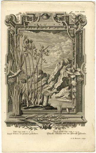 Antique Print-OLD TESTAMENT-PAPYRUS-REEDS-GROWING-WATER-Heumann-Scheuchzer-1731