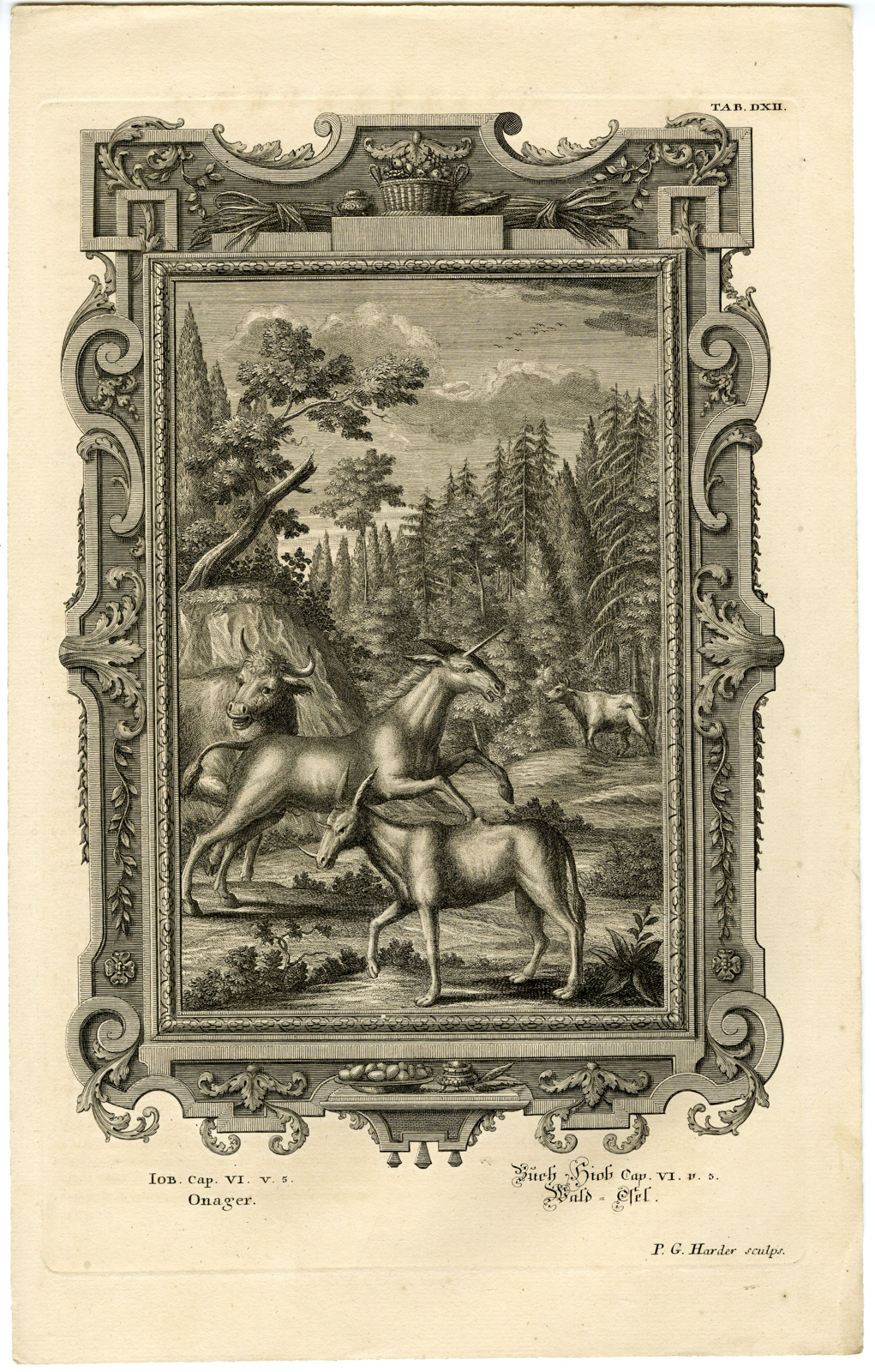 , Antique Print-OLD TESTAMENT-BOOK OF JOB-DONKEY-OX-Harder-Scheuchzer-1731, Pictura Antique Prints
