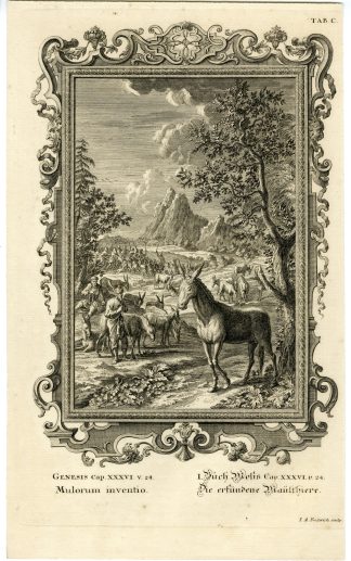 Antique Print-OLD TESTAMENT-GENESIS-ANAH-DONKEYS-MULES-Fridrich-Scheuchzer-1731