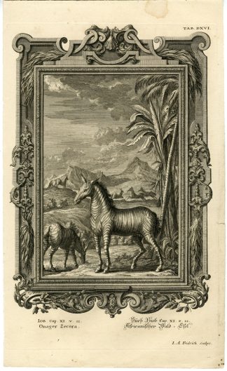 Antique Print-OLD TESTAMENT-BOOK OF JOB-WISDOM-WILD DONKEY-COLT-Scheuchzer-1731