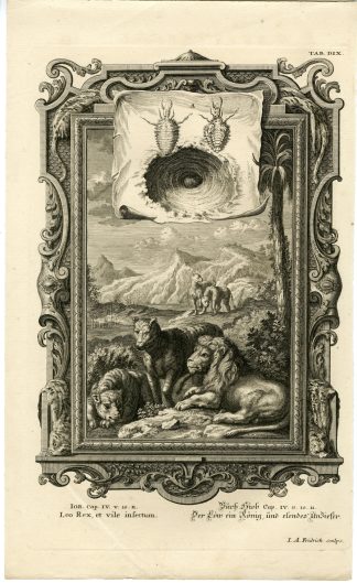 Antique Print-OLD TESTAMENT-JOB-LION-BROKEN TEETH-HUNGER-TICK-Scheuchzer-1731