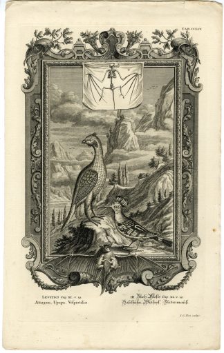 Antique Print-OLD TESTAMENT-ANIMALS-BAT-HOOPOE-HAZEL GROUSE-Pinz-Scheuchzer-1731