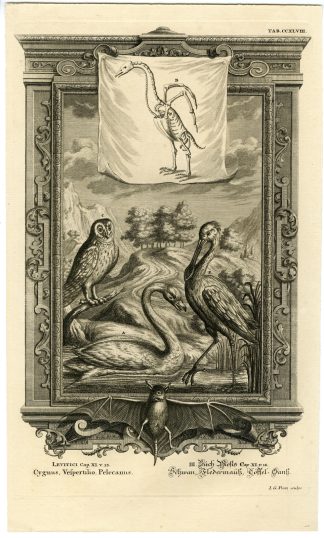 Antique Print-OLD TESTAMENT-ANIMALS-BAT-SWAN-OWL-SPOONBILL-Pinz-Scheuchzer-1731
