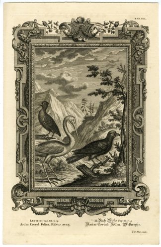 Antique Print-OLD TESTAMENT-ANIMALS-BIRDS-COOT-HERON-KITE-Pinz-Scheuchzer-1731