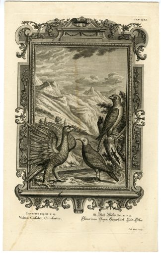 Antique Print-OLD TESTAMENT-BIRDS-VULTURE-GYRFALCON-GOLDEN EAGLE-Scheuchzer-1731