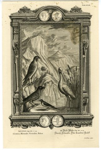 Antique Print-OLD TESTAMENT-UNCLEAN BIRDS-STORK-SWALLOW-FALCON-Scheuchzer-1731