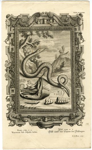 Antique Print-OLD TESTAMENT-BOOK OF PSALMS-VENOM-SNAKE-VIPER-Scheuchzer-1731