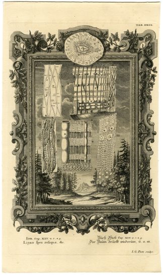 Antique Print-OLD TESTAMENT-BOOK OF JOB-TREE CUT DOWN-HOPE-Pinz-Scheuchzer-1731