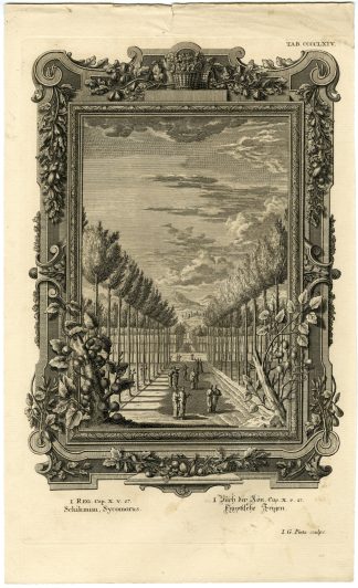 Antique Print-OLD TESTAMENT-SYCAMORE FIG-CEDAR-PLENTIFUL-Pinz-Scheuchzer-1731